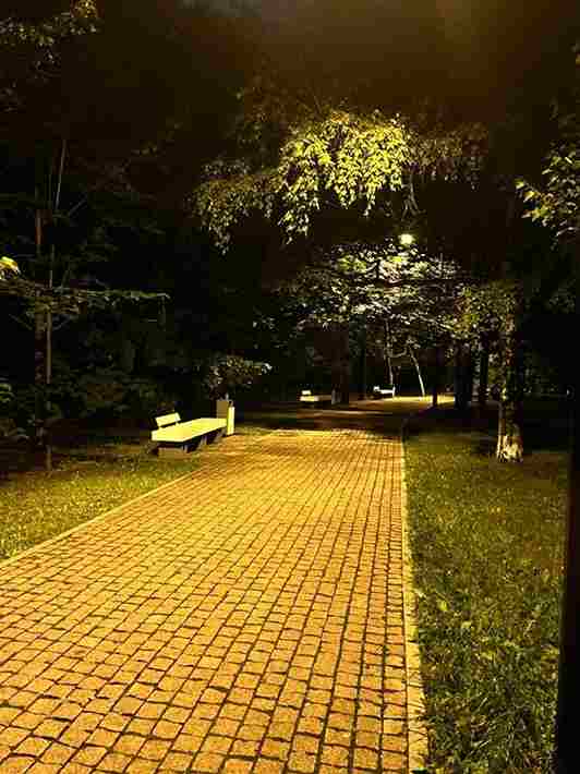 Camino en un parque con árboles y luz natural